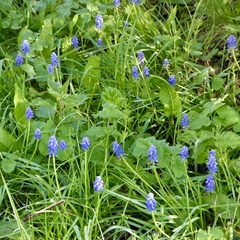Muscari