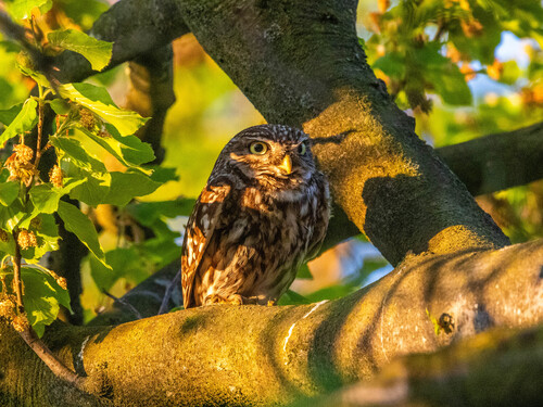 Little Owl, Fleringen, Nederland, photo 7 of 10