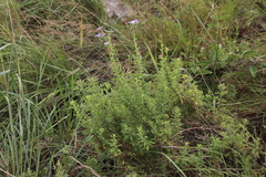 Jamesbrittenia grandiflora