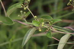 Sphedamnocarpus pruriens pruriens