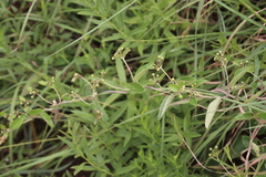 Sphedamnocarpus pruriens pruriens
