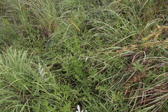 Sphedamnocarpus pruriens pruriens