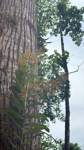 Trichoglottis fasciata