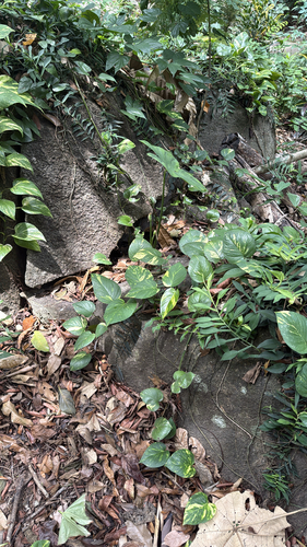 Golden Pothos