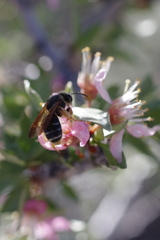 Andrena prunorum