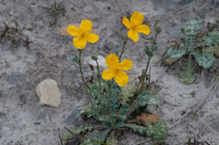 Dicranostigma lactucoides