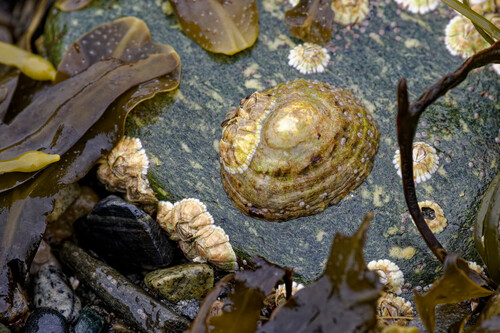 Patella vulgata