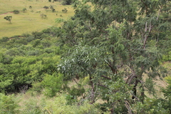 Cussonia natalensis
