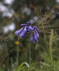 Agapanthus inapertus