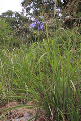 Agapanthus inapertus