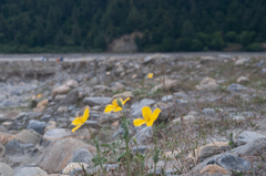 Dicranostigma lactucoides