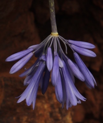 Agapanthus inapertus