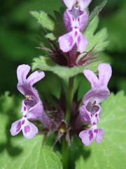 Lamium garganicum