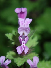 Lamium garganicum