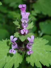 Lamium garganicum