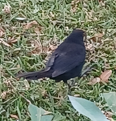 Avistamiento Turdus merula