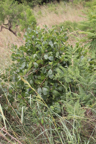 Rhoicissus tridentata (L.f.) Wild & R.B.Drumm.