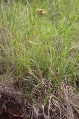 Helichrysum miconiifolium