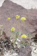 Eriogonum alexanderae