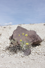 Eriogonum alexanderae