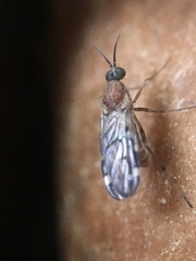 Sylvicola alternatus