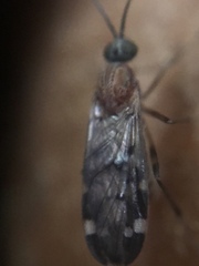 Sylvicola alternatus