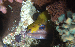 Gymnothorax rueppelliae
