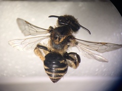 Andrena ovatula