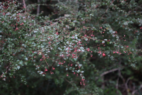 Image of Gymnosporia rubra by (c) Tony Rebelo, some rights reserved (CC BY-SA)