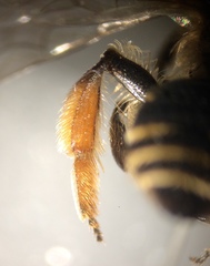 Andrena ovatula