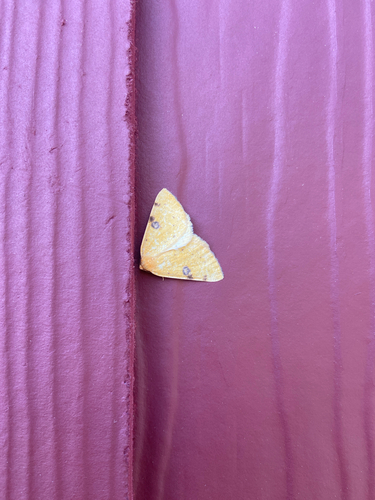 iNaturalist observation photo of Ennominae