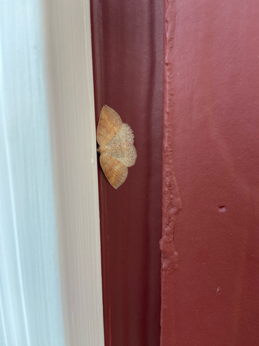 iNaturalist observation photo of Drepanulatrix