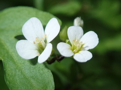 Cardamine graeca