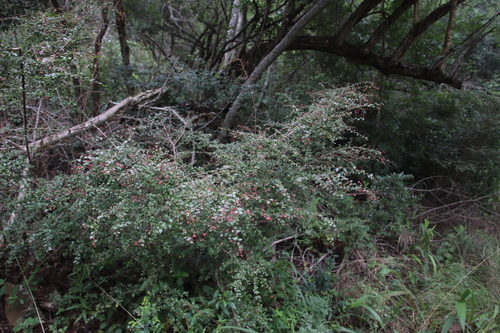Image of Gymnosporia rubra by (c) Tony Rebelo, some rights reserved (CC BY-SA)