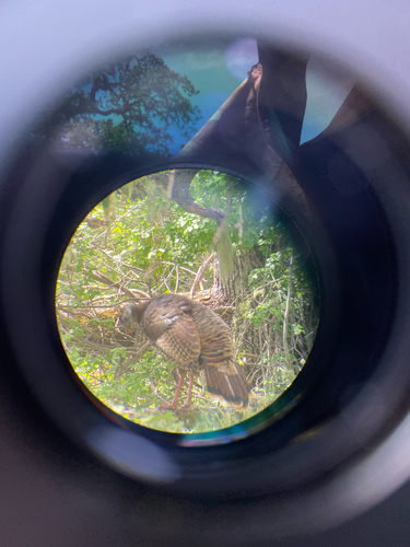 iNaturalist observation photo of Wild Turkey