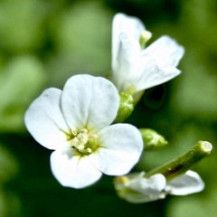 Cardamine graeca