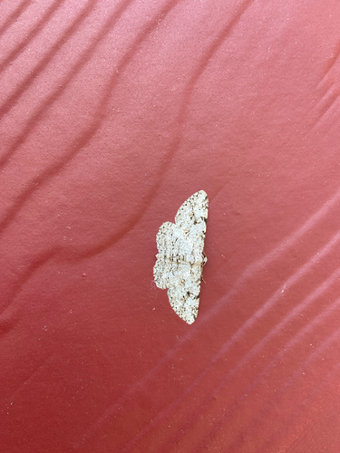 iNaturalist observation photo of Boarmiini