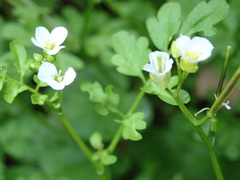 Cardamine graeca