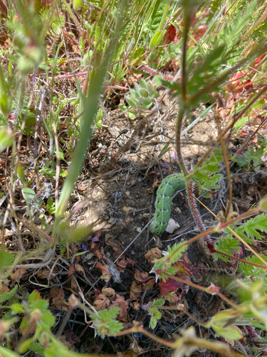 iNaturalist observation photo of Pacific Green Sphinx