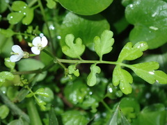 Cardamine graeca