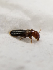 Incisitermes minor