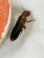 Incisitermes minor