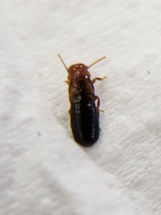 Incisitermes minor