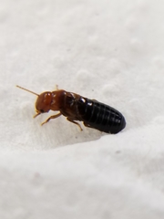 Incisitermes minor
