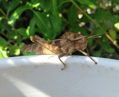 Xyleus discoideus mexicanus