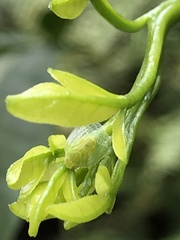 Kallitaxila granulata