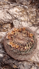 Mammillaria grusonii