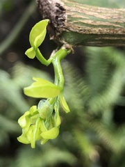 Kallitaxila granulata