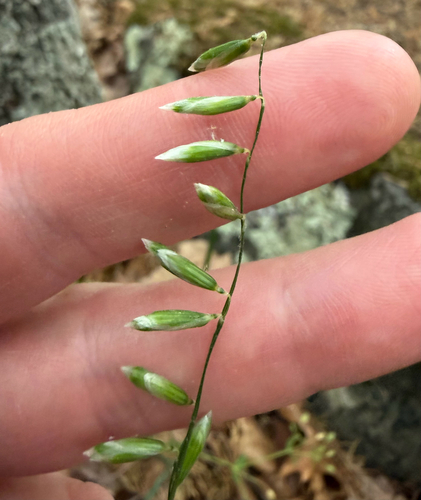 Melica mutica