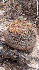 Mammillaria grusonii
